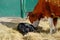 A cow sniffs her newborn calf. A newborn calf lies in the hay next to its mother. Livestock on the farm