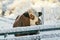 Cow in snow landscape, cow grazing in the snow