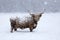 Cow in snowstorm. Highland cattle in winter. Christmas animal.