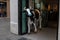 Cow on a Spanish street wearing a mask suffering from Covid 19 virus