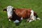 Cow on a spring farm pasture. Very funny black and white cow lies on the grass and looks at the camera. Farm animals.