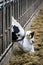 Cow in a stable eating food from behind the bars