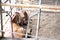 Cow in stall cowshed in farm. ranch agriculture & livestock