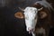 Cow in a stall on a farm