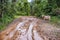 Cow stand side a muddy road.