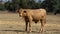 Cow standing in drought affected farm