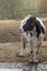 A cow standing in a farm