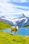 Cow standing in front of beautiful Bachalpsee in the Swiss Alps. Famous mountains Eiger, Jungfrau, and Monch in background. Alpine