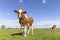 Cow standing full length in front view and copy space, cows in background, green grass in a field and a blue sky