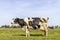 Cow standing full length in side view, large full udder, milk cattle black and white, a blue sky