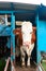 Cow standing before machine milking process