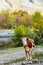 A cow standing on a river bank in an autumn mountain gorge