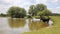 Cow standing in water at a lake