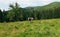 Cow stands on a meadow in the mountains on a background of coniferous forest. Eco farming in the mountains. Mountain landscape.