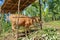 The cow stands under the shelter and eats fresh grass. Beef cattle Balinese farmers. A brown cow looks directly into the