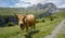 Cow staring close in impressive landscape