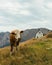 A cow in the styrian mountains, recreational hiking, Austria