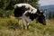 Cow on a subalpine meadow