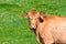 Cow on a summer pasture