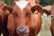 cow in sweden, with direct eye contact, in a meadow in smalland