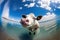 a cow is swimming in the water with a sky background and clouds in the background