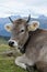 A cow in the Swiss Alps, with a beautiful mountain view in the b