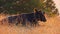 Cow takes care of its baby calf on a Swiss farm in the alps