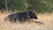 Cow takes care of its baby calf on a Swiss farm in the alps