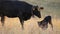 Cow takes care of its baby calf on a Swiss farm in the alps