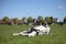 Cow takes a power nap, lies stretched out in the pasture, relaxed and happy, lazy lying, in the middle of a meadow in the Holland