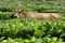 Cow in a tea plantation in Kerala, India