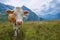 Cow on Tettensjoch in Austrian Alps