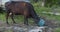 Cow tied up in a chain eats ground grains