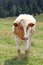 Cow to pasture grazing alpine meadow grass