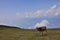 Cow on the top of Monte Baldo in Malcesine (Italy).