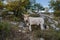 Cow is on trail in mountains Sanctuary Mentorella, Lazio, Italy