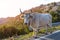 Cow is on trail in mountains Sanctuary Mentorella, Lazio, Italy