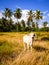 Cow at Trilha dos holandeses Dutch trail, hiking path that goes from Fort Orange to Vila Velha - Ilha de Itamaraca, Brazil