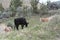 A cow and two calves graze in Painted Hills National Monument, Central Oregon