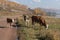 A cow with two calves grazing on the side of the road against the backdrop of the village.