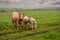 Cow with two calves in a green meadow in focus. Beautiful cloudy sky in the background. Agriculture theme background