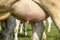 Cow udder and teat close up, full and round, soft pink and full of milk