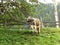 Cow under an apple-tree