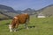 Cow on the upper Sudelfeld
