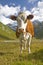 Cow in the valley Teischnitz