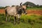 Cow in Valley Vinales in Cuba.