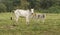 Cow and veals in a Farm in Pantanal, Brazil