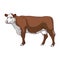 Cow vector clipart. Brown Cow on white background.
