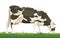 Cow vector. Milk, dairy products. Holstein cattle. Farm animal stands. Grass pasture. Friesian heifer. Black spots