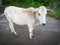 COW VILLAGE CATTLE DOMESTIC ANIMAL